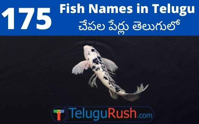 Fish names in Telugu and English